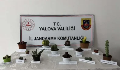 Yalova’da Endemik Kaktüs Hırsızlığı: Bir Kişi Gözaltına Alındı