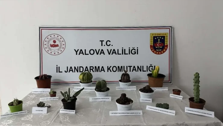 Yalova’da Endemik Kaktüs Hırsızlığı: Bir Kişi Gözaltına Alındı